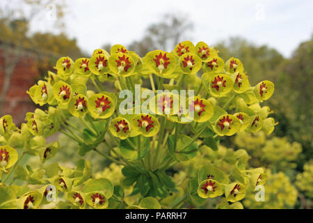 Nahaufnahme von Martins Sprudel Euphorbia x Martini in voller Blüte mit Baumhintergrund und etwas Himmel. Stockfoto