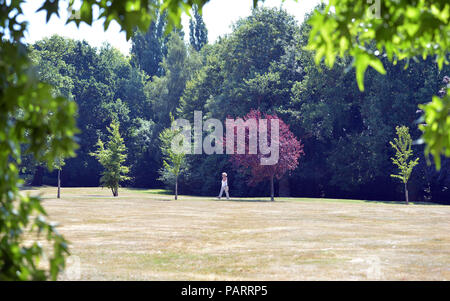 Eine Frau geht über das dürre Gras in Lake Meadows Park in Billericay Essex, wie das heiße Wetter im ganzen Land geht weiter. Stockfoto