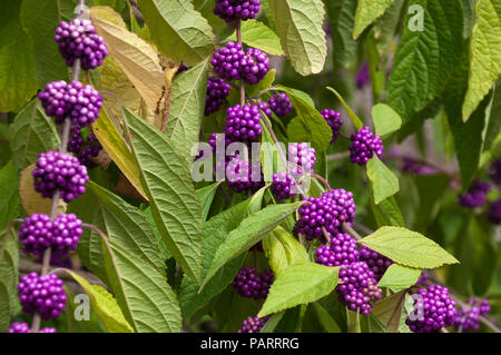Sydney Australien, Zweig der beautyberry mit Clustern von lila Beeren Stockfoto