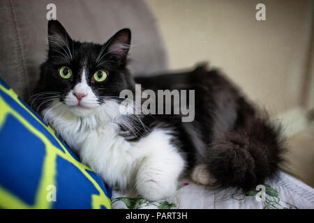Eine junge schwarze und weiße Perser Hauskatze mit gelben Augen liegen auf einem braunen Sofa mit Kissen blau Stockfoto