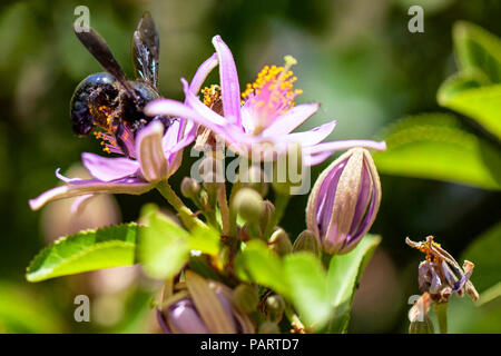 In der Nähe von Wilden schwarz und glänzend gewalttätigen Carpenter Bee (Gattung xylocopa) im Nektar, Pollen sammeln von einem Lila Blume Stockfoto