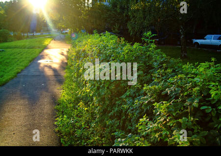 Asphaltpiste in der Nähe des Hauses im Sommer abends, Moskau Stockfoto