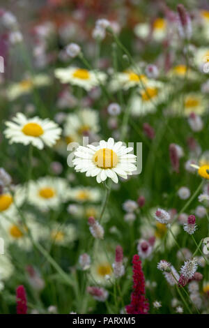 Anthemis Dolmetsch 'Wargrave Sorte". Dyer's Kamille 'Wargrave Sorte 'Blumen Stockfoto