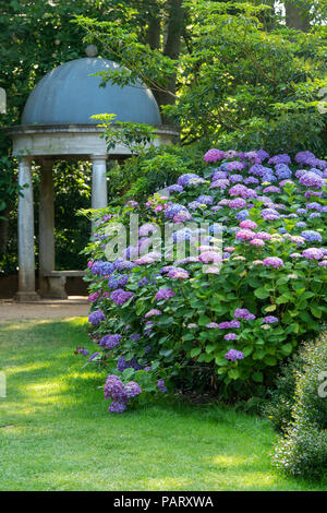 Hydrangea Macrophylla 'Westfalen' Blüte in einer Grenze bei RHS Wisley Gardens, Surrey, Großbritannien Stockfoto