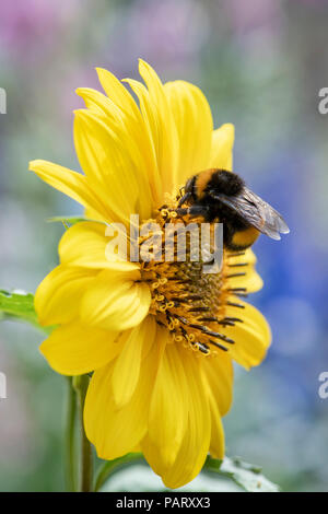 Bombus lucorum. Hummel auf Sonnenblume fliegende Untertassen Blume. Biene auf Sonnenblumen Stockfoto