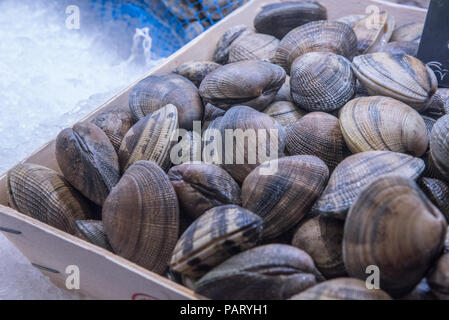 Eine Anzeige von Muscheln, auf einer hölzernen Fach auf Eis in einem Markt mit frischen Lebensmitteln, Biarritz, Frankreich. Stockfoto