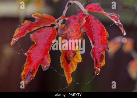 Eiche Blätter im Herbst in Tau und Spinnweben bedeckt Stockfoto