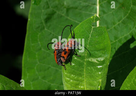 Rote seidenpflanze Käfer essen Seidenpflanzenblätter. Es ist ein Käfer aus der Familie Cerambycidae. Stockfoto