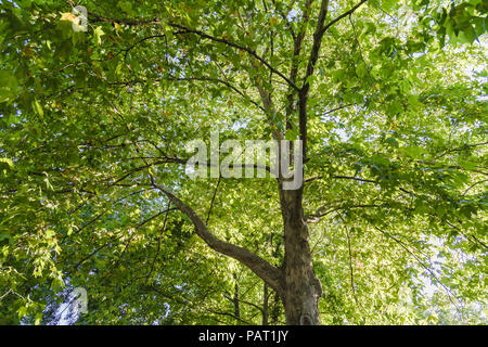 Die warme Sonne scheint durch die Baumkronen des Hohen Buche. Stockfoto