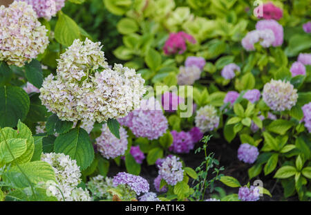 Blühende Sorte panicled Hortensie Hydrangea paniculata im Sommer abends Garten. Stockfoto