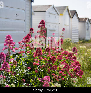 Rote Baldrian wächst wild am Strand Hütten von Shoreham von Meer, West Sussex, UK. Stockfoto