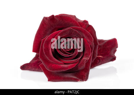 Eine rote Rose, die aussieht wie Samt auf weißem Hintergrund. Stockfoto