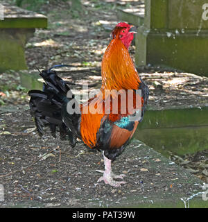 In der Nähe von Hahn oder Geflügel Hühner Hahn krähen & freie Strecke Roaming im Friedhof von St. Michael und alle Engel Kirche Haworth West Yorkshire GROSSBRITANNIEN Stockfoto