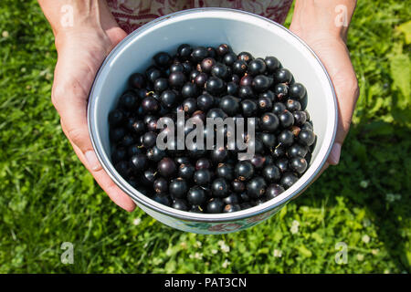 Hände, die frischen Beeren. Schwarze Johannisbeere oben auf Ansicht. Stockfoto