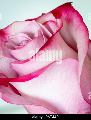 Makro Foto - Rosa Rose Stockfoto