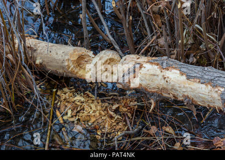 Stark gekaut Pappel Baum von Nordamerikanischen Biber, zeigt Zähne zerbissen Markierungen in Baum und Späne auf den Boden, Colorado USA. Stockfoto