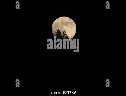 Krater der volle Mond hinter einem Kalifornien Wald steigende, im Yosemite National Park Stockfoto