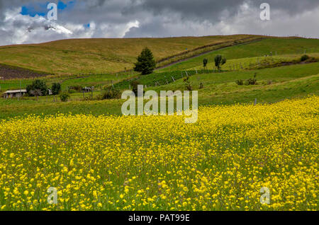 Bereich der gelbe Blumen in Ecuador Stockfoto