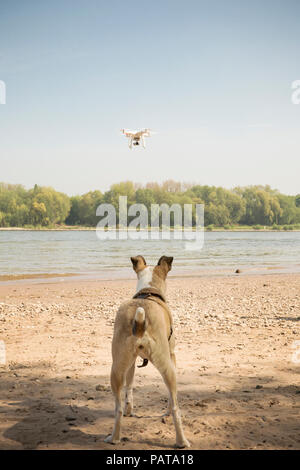 Hund aufpassen Drone am Fluss fliegen Stockfoto