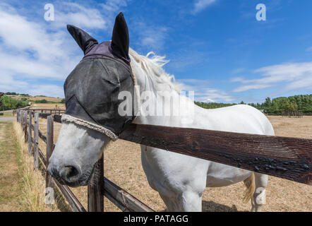 White Horse in über einen Zaun, tragen ein Gitter fliegen Schleier schutz Maske auf den Kopf und Ohren von Fliegen, in West Sussex, UK zu schützen. Stockfoto