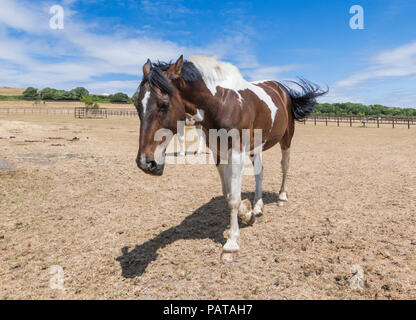 Braunes Pferd auf einem ausgetrockneten Feld mit braunem Gras an einem heißen Sommertag in West Sussex, England, Großbritannien. Stockfoto