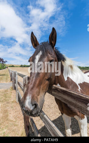 Neugieriges Pferd in einem Land über einen Zaun an einem heißen Tag im Sommer in West Sussex, England, UK. Pferde Kopf Sommer portrait. Stockfoto