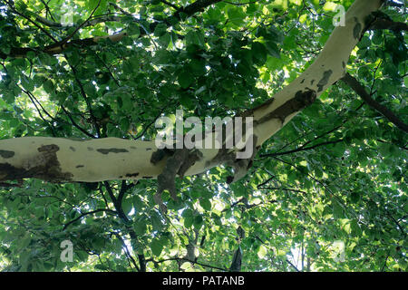 Barks von Platane (Platanaceae) fallen im Sommer Wärme, Pirmasens, Rheinland-Pfalz, Deutschland Stockfoto