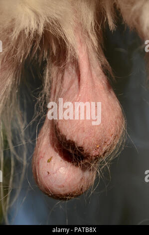 Hoden der männlichen Hund bei warmem Wetter. Stockfoto