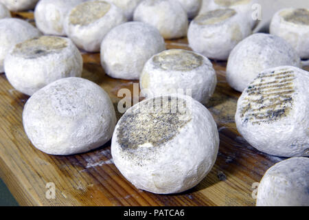 Gut gereifte Käse aus Ziegen- und Schafmilch Stockfoto