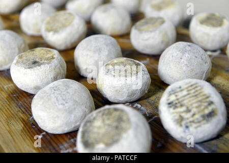 Gut gereifte Käse aus Ziegen- und Schafmilch Stockfoto