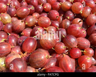 Stachelbeeren, 'Hinnomaki Red'. weiche Früchte ernten. Stockfoto