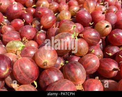 Stachelbeeren, 'Hinnomaki Red'. weiche Früchte ernten. Stockfoto