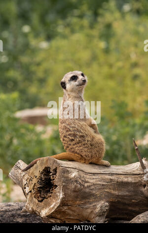 Erdmännchen (Suricata Suricatta) ist eine kleine carnivoran von Südafrika. Stockfoto
