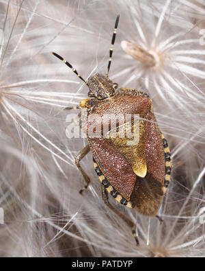 Behaart (Dolycoris baccarum Shieldbug) Kriechen auf Thistle Samen. Tipperary, Irland Stockfoto