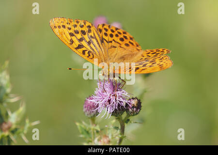 Silber gewaschen Fritillaryschmetterling (Ceriagrion tenellum) Fütterung auf Thistle. Tipperary, Irland Stockfoto