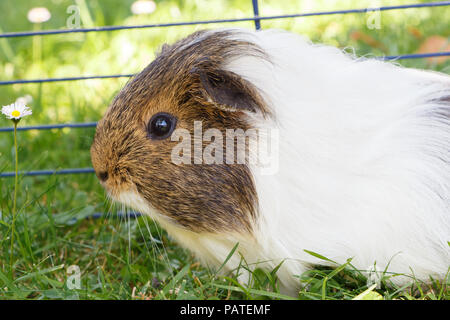 Meerschweinchen in Gras unter einem Draht Zäune im Garten Stockfoto