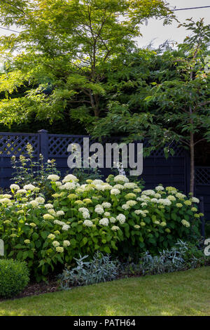 Übersicht über Garten Grenze mit Kirschbaum, Hydrangea arborescens 'Annabelle' und Artemisia ludoviciana 'Valerie Finnis' Stockfoto