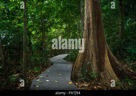 Macritchie Naturlehrpfad erhöht hat, von Menschenhand geschaffenen Plattformen, die Wege kreuzen sich mit riesigen Dschungel Bäume wie diesem - Singapur Stockfoto