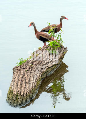 Ein Paar schwarze-bellied Pfeifen Enten, Dendrocygna autumnalis, die in der Regel nicht häufig im Nordwesten von Louisiana, eine Ausnahme in der Bossier gemacht Stockfoto