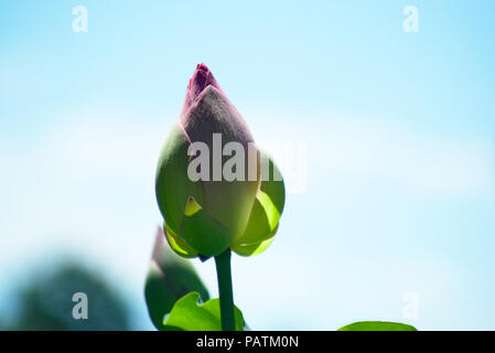 Nahaufnahme der Heilige Lotus bud mit blauem Himmel Hintergrund Stockfoto