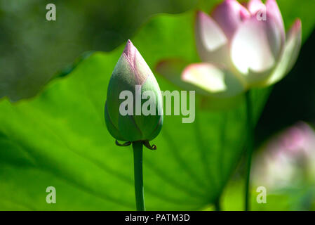 Nahaufnahme der Heilige Lotus bud mit verschwommenen grüner Hintergrund Stockfoto