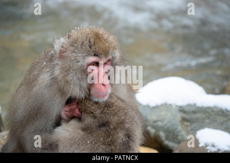 Japan, Honshu, Präfektur Nagano, Jigokudani Monkey Park. Japanische macaque aka Schnee Affe oder Nihonzaru (Macaca fuscata). Mutter und Baby. Stockfoto