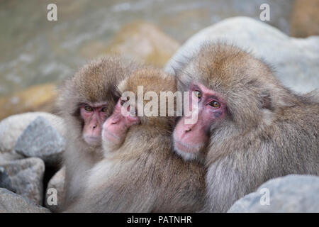 Japan, Honshu, Präfektur Nagano, Jigokudani, japanischen Makaken aka Schnee Affe oder Nihonzaru (Macaca fuscata). Affen drängten sich warm zu halten. Stockfoto