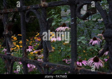 Street Yard mit rosa und gelbe Blumen hinter dem Black Metal Gate im Sommer Stockfoto