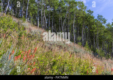 Indian Paintbrush wildflowers säumen den steilen Berghang auf Bierstadt Moräne unter einer Linie, die von Aspen Bäume im Rocky Mountain National Park, Colorado. Stockfoto