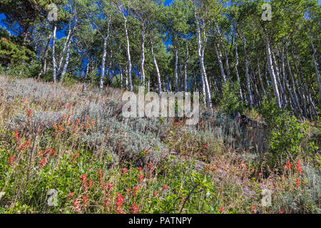 Indian Paintbrush wildflowers säumen den steilen Berghang auf Bierstadt Moräne unter einer Linie, die von Aspen Bäume im Rocky Mountain National Park, Colorado. Stockfoto