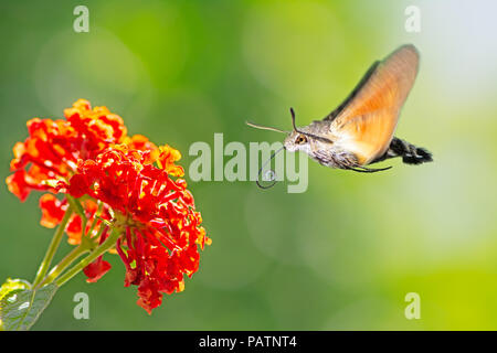 Hummingbird Hawk-moth Flügen zu einem Orange lantana Blume Stockfoto