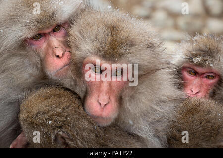 Japan, Honshu, Präfektur Nagano. Japanische macaque aka Schnee Affe oder Nihonzaru (Macaca fuscata). Affen drängten sich warm zu halten. Stockfoto