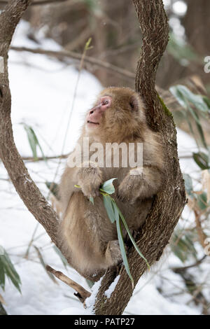 Japan, Honshu, Präfektur Nagano, Jigokudani Monkey Park. Japanische macaque aka Schnee Affe oder Nihonzaru (Macaca fuscata) im Baum. Stockfoto