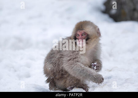 Japan, Honshu, Präfektur Nagano, Jigokudani Monkey Park. Japanische macaque aka Schnee Affe oder Nihonzaru (Macaca fuscata) im Schnee. Stockfoto